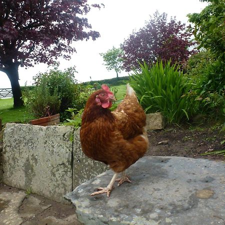 Kidwelly Farmhouse B&B Exterior foto